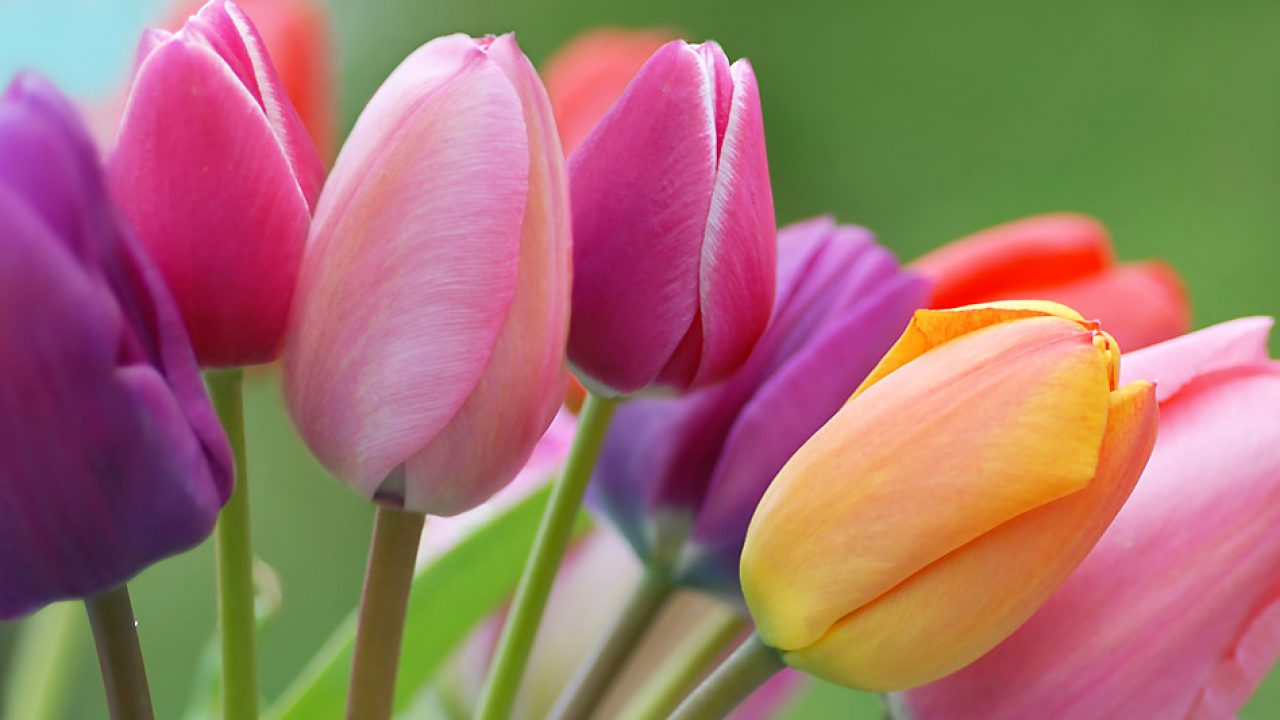 Venez voter pour votre image préférée de tulipes! Tulipe13-1280x720-1