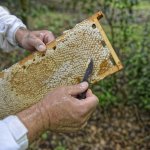 Protégeons les abeilles, gardiennes de l’environnement