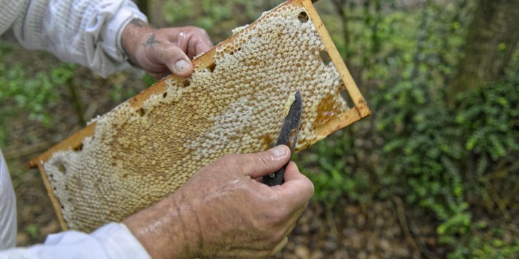 Protégeons les abeilles, gardiennes de l’environnement